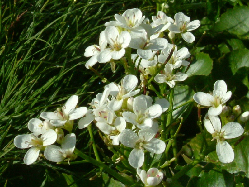 Nasturtium officinale / Crescione d''acqua